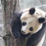 Giant pandas may roll in horse poop to feel warm