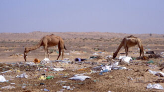 Plastic waste forms huge, deadly masses in camel guts