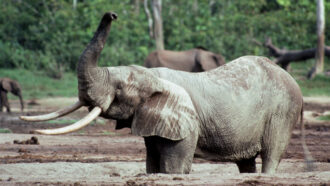 Ivory from a 16th century shipwreck reveals new details about African elephants