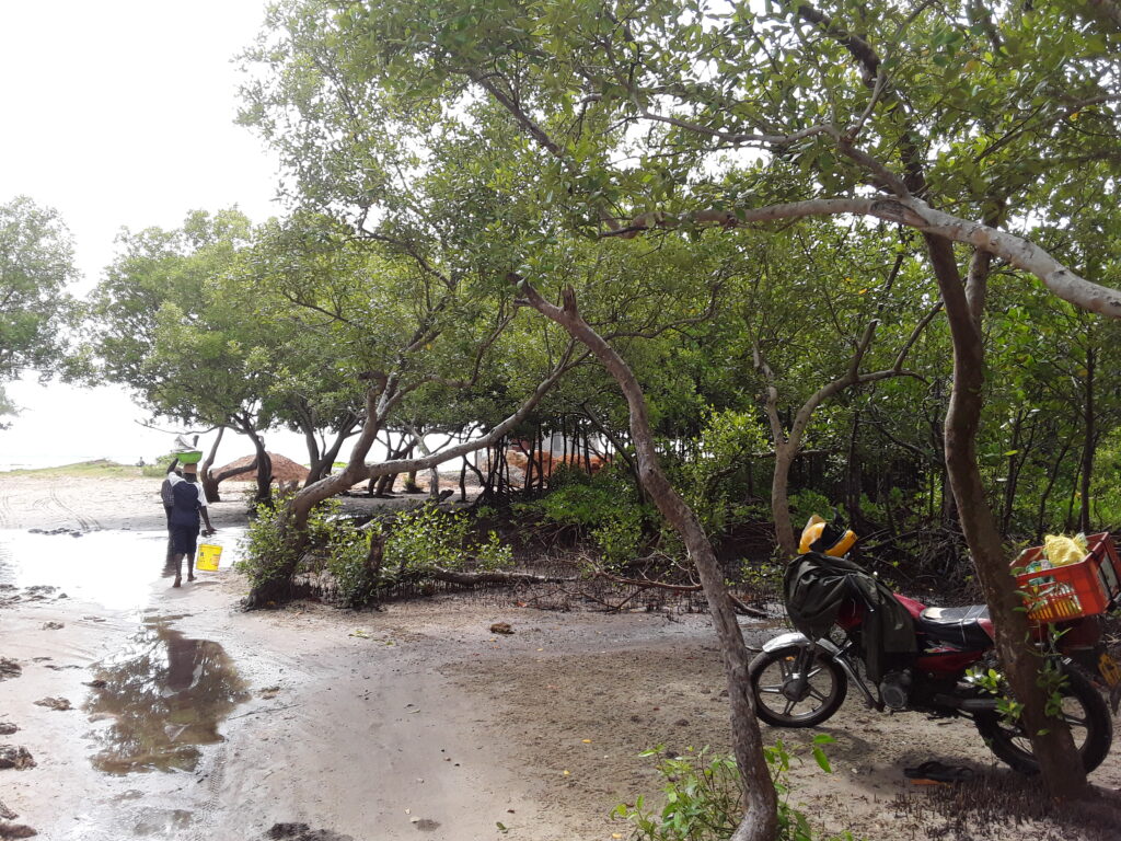 Mangrove Blue Carbon for Climate Change Mitigation
