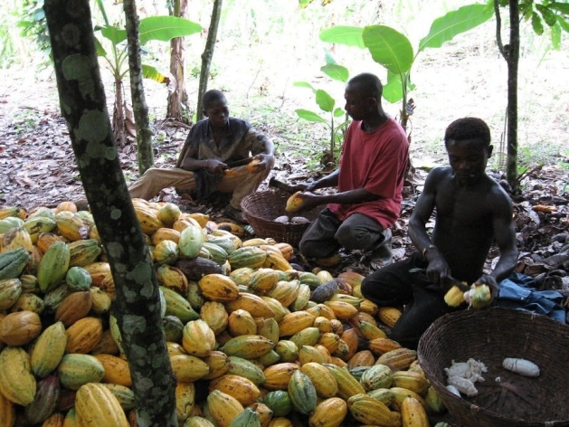 Ivorian Cocoa Farmers Are Beating a System To Reduce Child Labour: Here's How