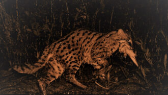 Scientists uncover the secret to fishing cats’ hunting success