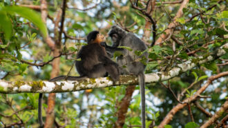 A ‘mystery monkey’ in Borneo may be a rare hybrid. That has scientists worried