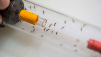 Mosquitoes prefer dozing over dining when they are sleep-deprived