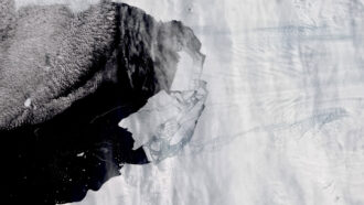 Ancient penguin bones reveal unprecedented shrinkage in key Antarctic glaciers