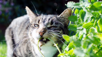 Cats chewing on catnip boosts the plant’s insect-repelling powers